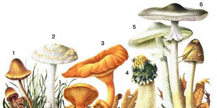 Как отличить съедобные грибы от несъедобных?