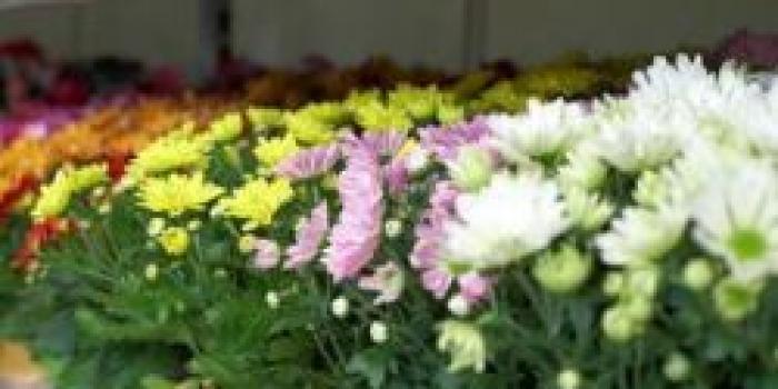 Crizantema de interior: îngrijire acasă